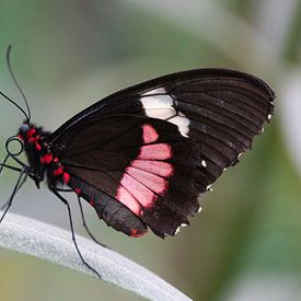 Tropische vlinder van Jarno Pors