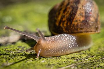 Snail 'speedy' by kitty van gemert