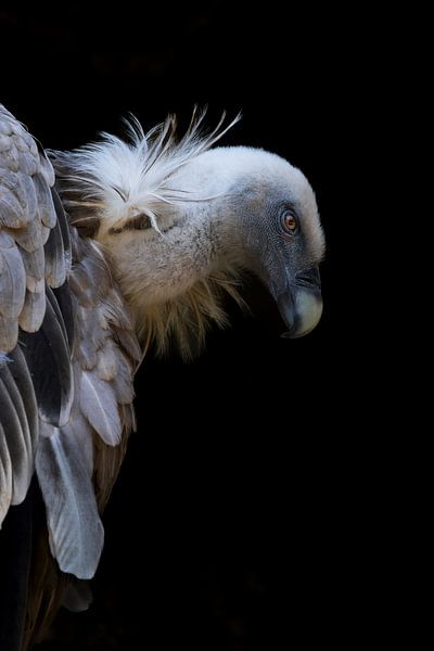 Porträt eines Gänsegeiers von Niels Born