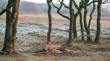 Amsterdams Waterleidingduinen van Dirk van Egmond