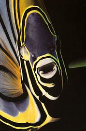 Fish by Rebecca Potger