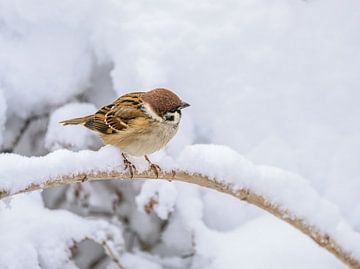 Nahaufnahme von einem Feldspatz auf einem schneebecketen Baum von ManfredFotos