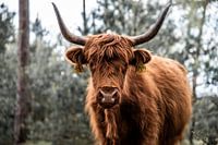 Tough Scottish Highlander