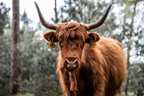 Tough Scottish Highlander