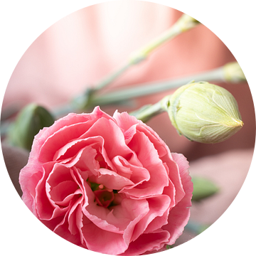 Roze anjer op roze linnen