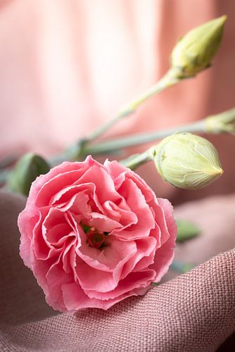 Oeillet rose sur lin rose