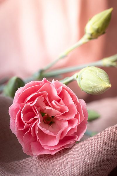 Oeillet rose sur lin rose par Maaike Zaal