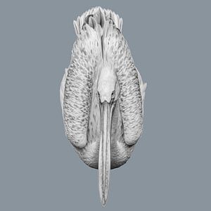 Knuspriger Pelikan von Maarten Verhees