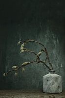 magnolia