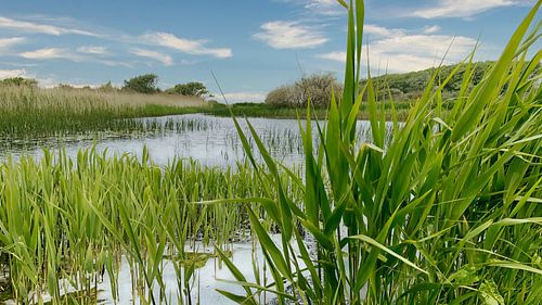 Rietland in de duinen