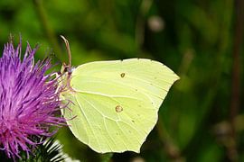 Citroenvlinder op bloem van Jozef Poortmans