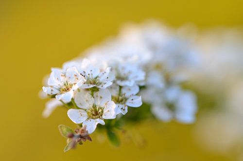 Blüte im warmen Licht