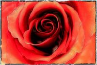 BERLIN Blumen - red rose lake
