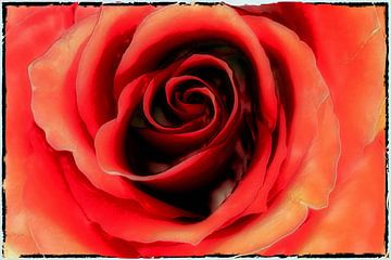 BERLIJN Bloemen - rood rozenmeer van Bernd Hoyen