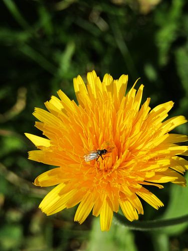 Pissenlit avec mouche