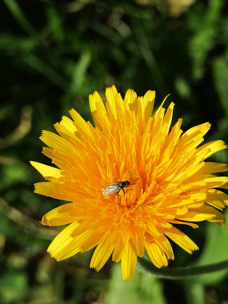 Dandelion with fly by Ilona Hollander