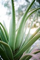 aloe vera plant in tegenlicht.