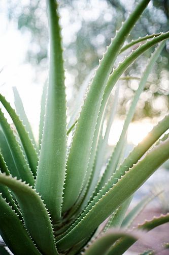 aloe vera plants in backlight.