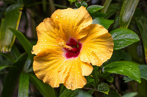 Wet Hibiscus