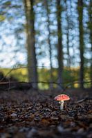 Auf einem großen Pilz