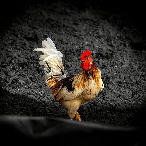 Proudly coloured rooster in a black and white setting