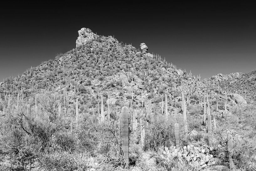 SAGUARO NATIONAL PARK Woestijnlandschap | Monochroom van Melanie Viola