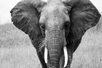 Eléphant d'Afrique sur Pieter De Wit