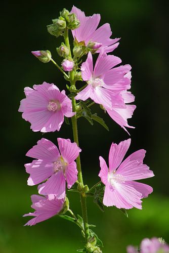 Roze bloemen