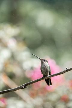 Fluisterende Vleugels - De Stilte van de Kolibrie van Femke Ketelaar