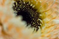 Gele gerbera van fotomeisjeuitbrabant thumbnail