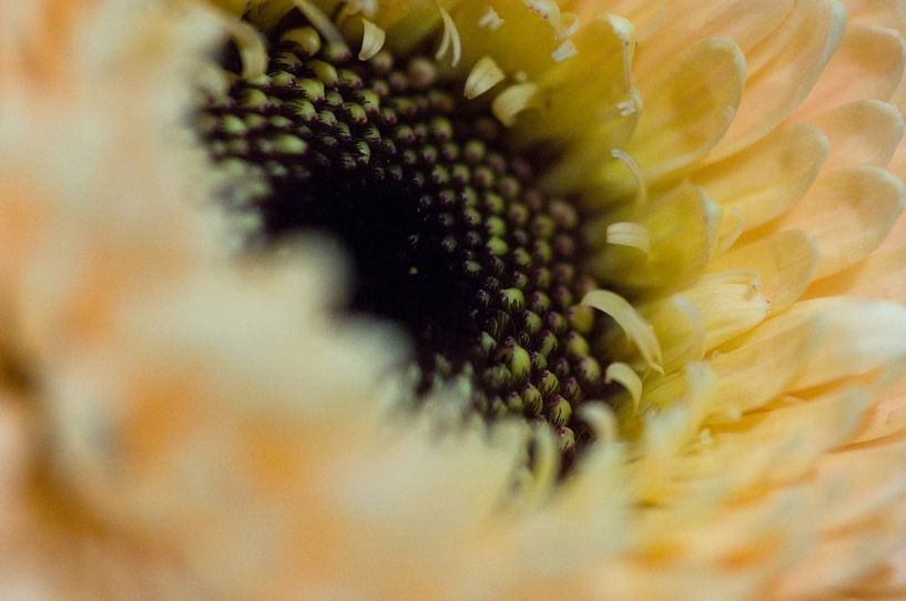 Gele gerbera van fotomeisjeuitbrabant