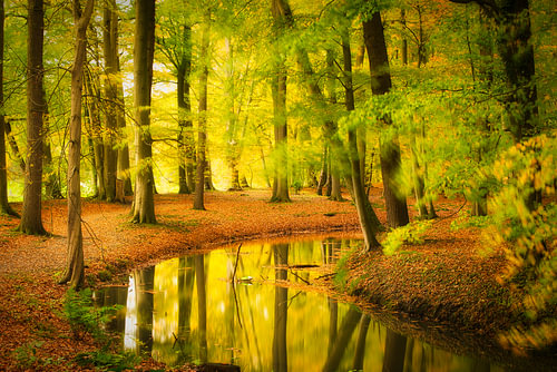 Reflectie van de herfst