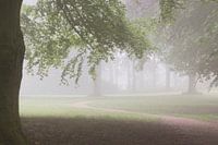 misty morning in the woods