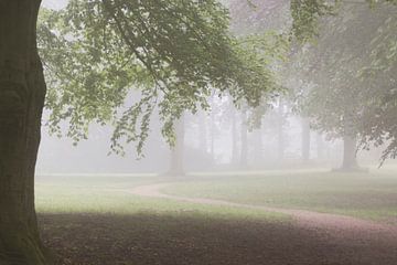 misty morning in the woods van Jacqueline Zwijnen