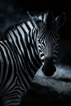 Silent Grace – Zebra in schaduwrijk licht van Urbanwolves
