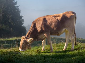 Eine wunderschöne Kuh aus dem Allgäu II von calvaine8