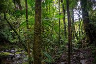 Groene begroeiing in de Panamese jungle van Michiel Dros thumbnail