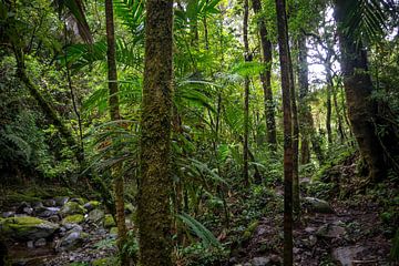 Groene begroeiing in de Panamese jungle van Michiel Dros