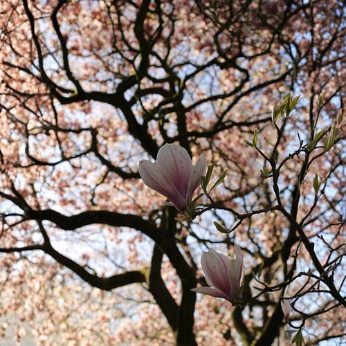 Lovely Pink