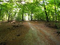 Aufgehende Sonne im Wald 8