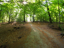 Rising sun in the forest 8