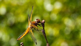 Libel sur Henk Kroesen