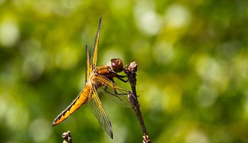 Libel von Henk Kroesen