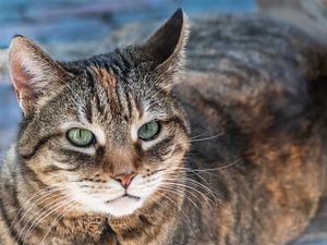 Portrait de chat