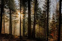 Morning light in the forest