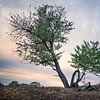 Un arbre de la lande de Mooker dans la lumière du matin sur Michel Seelen