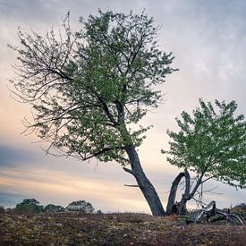 Mookerheide boom in ochtendlicht van Michel Seelen