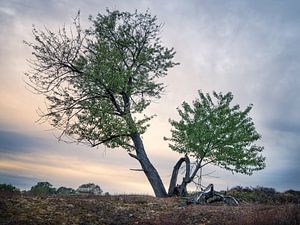Un arbre de la lande de Mooker dans la lumière du matin