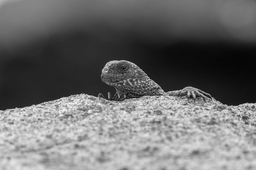 Jonge Zeeleguaan Galapagos Eilanden par Lex van Doorn