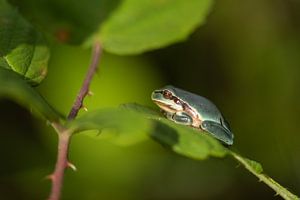 Laubfrosch in einem Brombeerstrauch